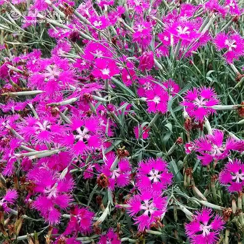 【产地直销零售批发】常夏,少女,美国石竹景观绿化盆栽艺花海