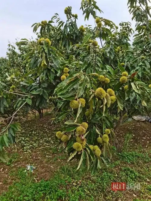 这是姚松立家即将成熟的板栗树