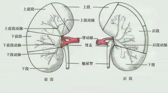 人体肾动脉解剖示意图人体解剖图