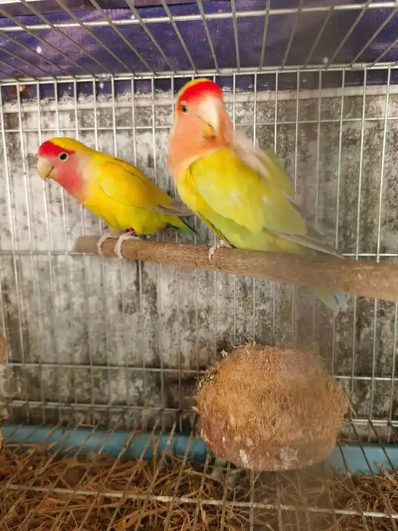 一对蓝腰黄桃鸟生第一次繁殖生5个蛋,4个受精,出壳3只,现在 - 抖音