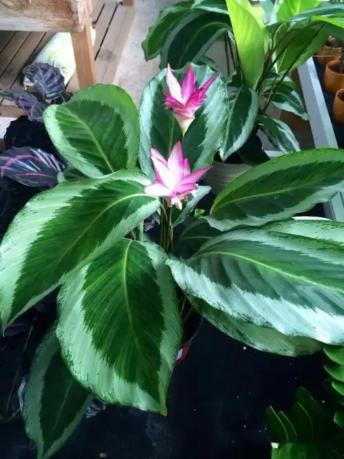 竹芋原来也能开花一朵花开好几个月太美了