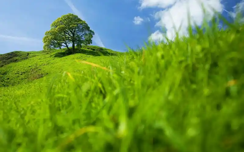 清新绿色风景唯美高清桌面壁纸