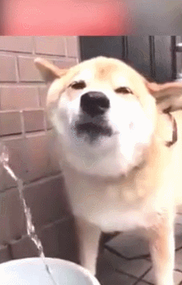 狗狗喝水后超满足,最后一张图莫名的戳中笑点!