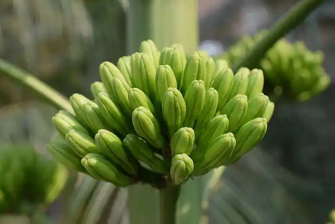 general 6000x4000 nature plants summer depth of field