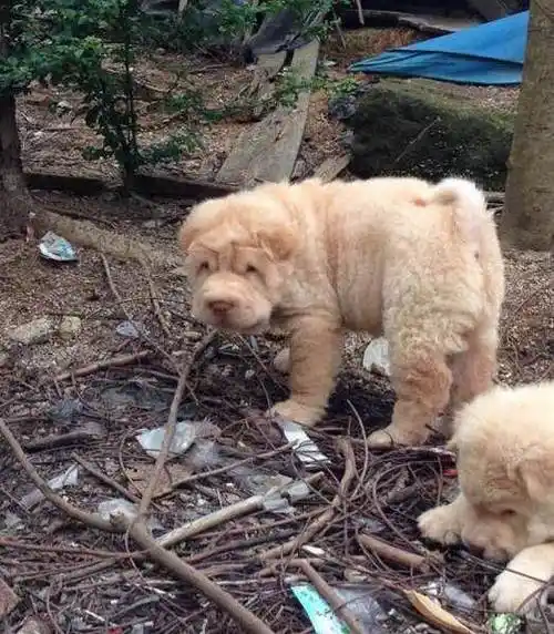 村里的母猎狗被城里来的松狮迷住了,生了一窝串串大头狗