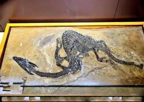 考古挖出8000年前的化石专家称终于找到中国龙的骨头了