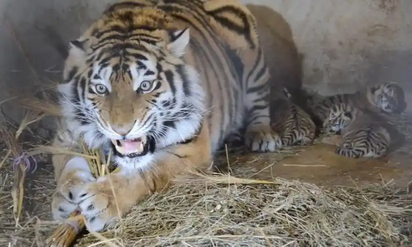 刚生娃的母老虎恶狠狠的盯着饲养员再过来这扫帚就是你的下场