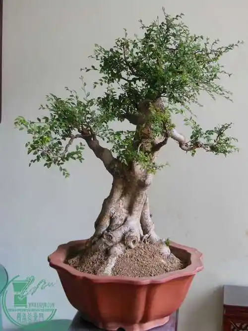 盆景造型构思 - 岭南盆景网 - powered by discuz!