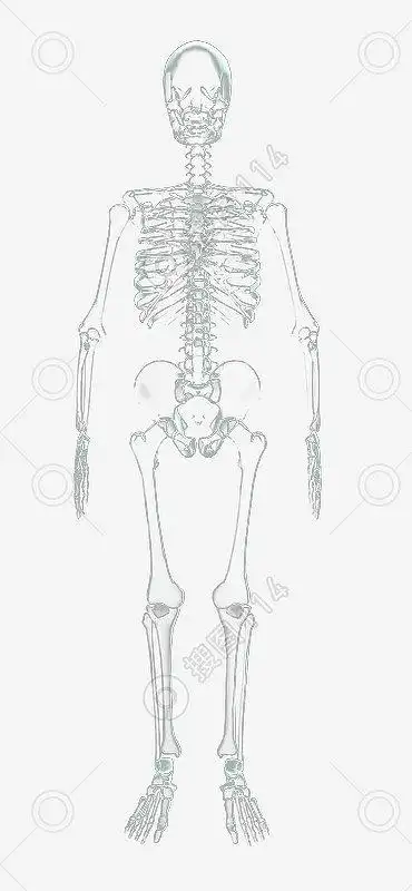 x光人体骨骼