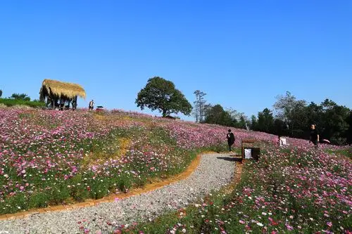 标题:波斯菊花海