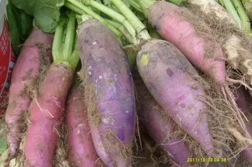 【我喜欢的植物】蔓菁