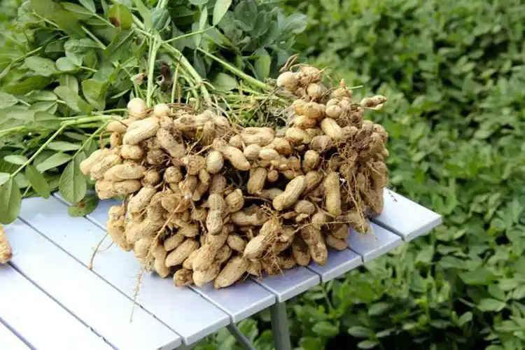 花生油批发山东金乡县蔬菜批发市场 济宁山东线下批发海拉尔区农产