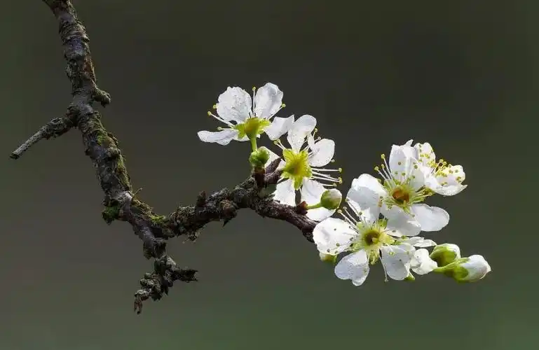 广角镜头的景深大,可以让照片远近都比较清晰.