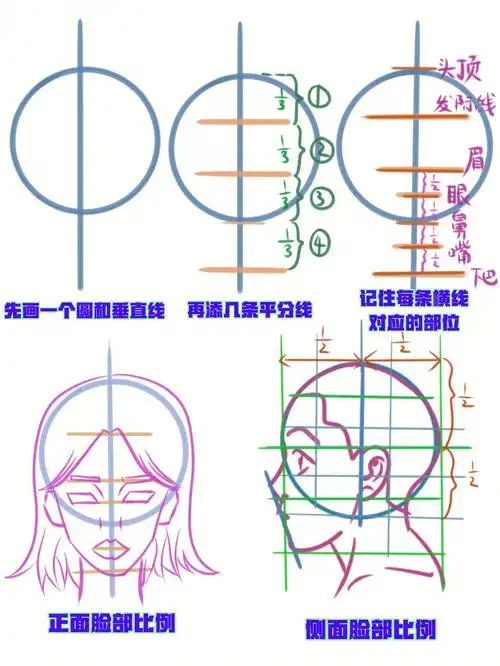 人体头部比例保姆级教程