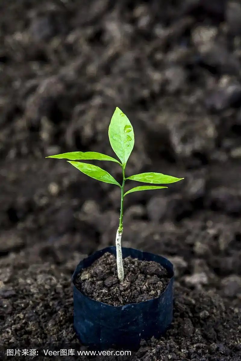 绿色的小树,在农场发芽种植