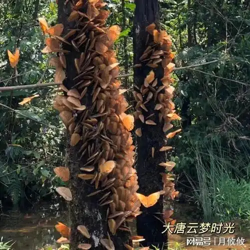 震惊云南上亿只蝴蝶大爆发大唐云梦时光旅行团