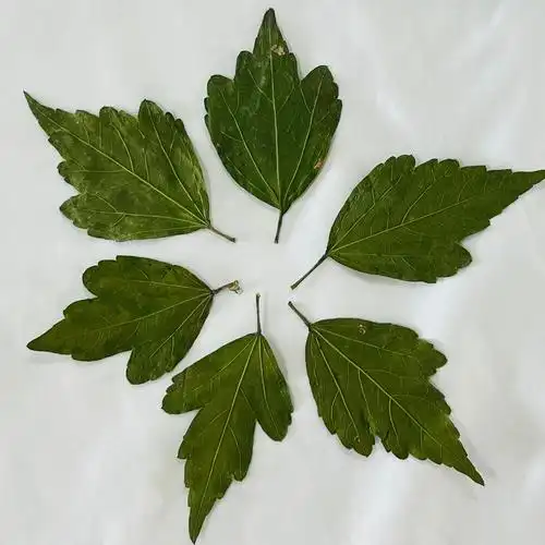 木槿叶压花 幼儿园手工贴画干花压花diy贴脸干花妆真树叶植物标本