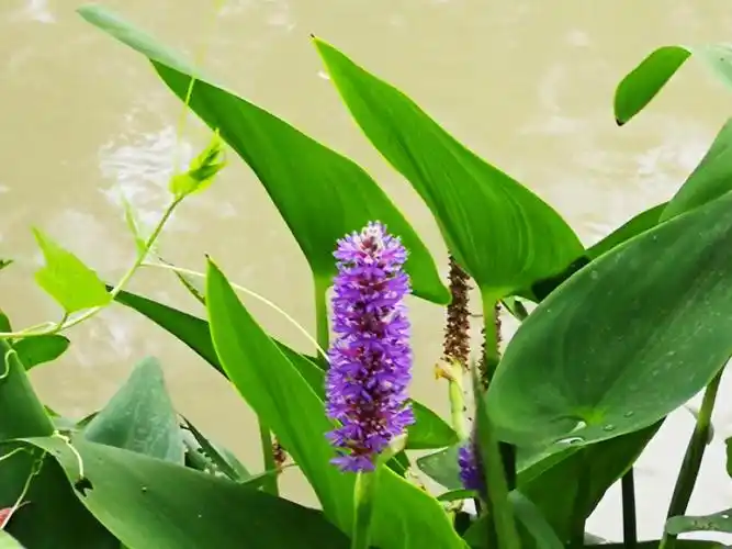 植物百科: 梭鱼草