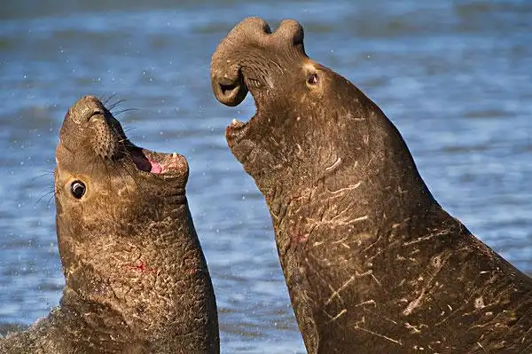 英文描述:                       northern elephant