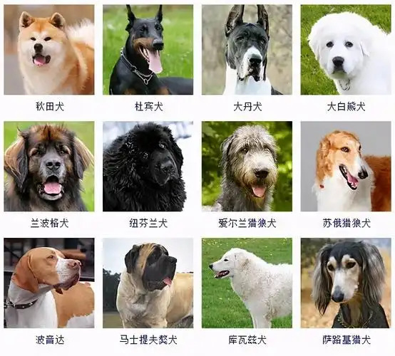 一,德国牧羊犬