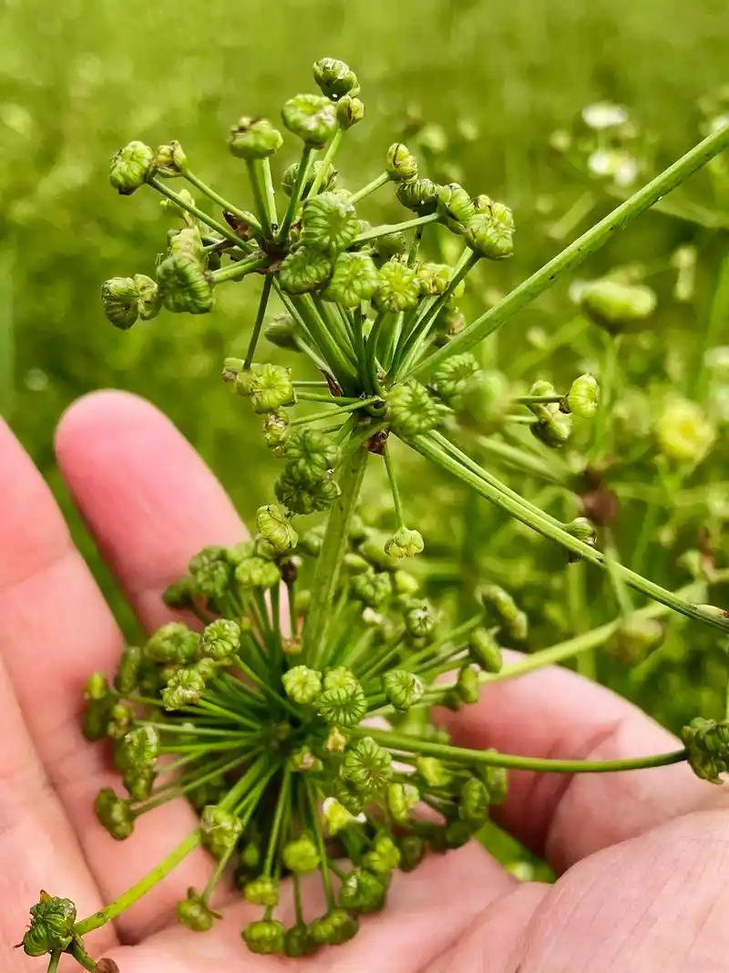 泽泻 泽泻,又称为灯心草,灯草,水灯草等