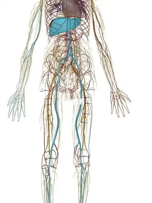 筋为血管神经的总称,肉为筋的包装.