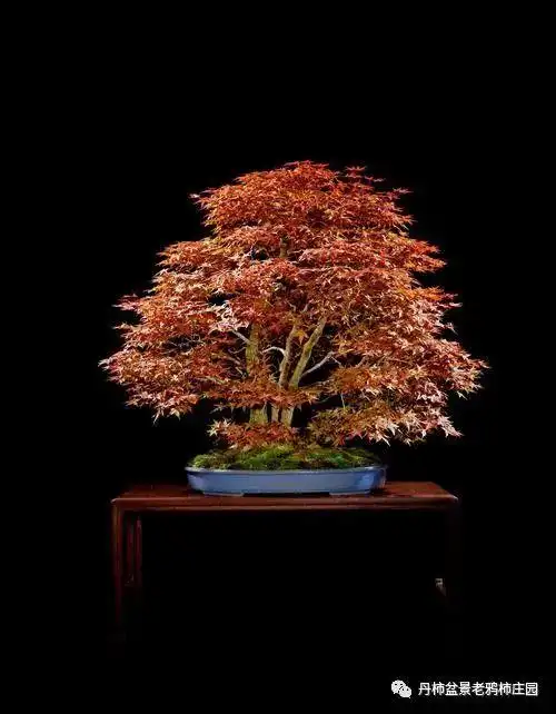 红枫盆景这样养,红红火火一整年!