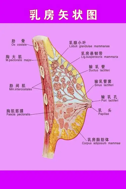 乳腺疾病的筛查