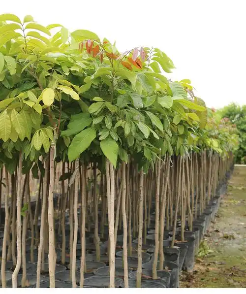 龙眼树苗石硖储良苗桂圆嫁接苗四季带泥带叶老桩庭院室外当年结果四季