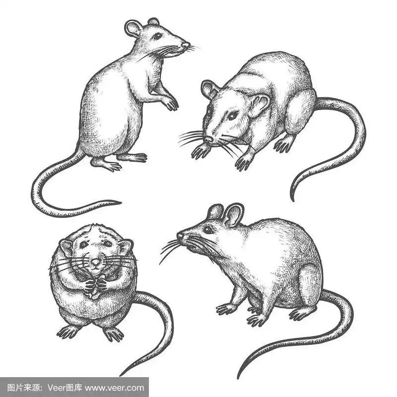 老鼠素描或手绘老鼠实验室啮齿类动物