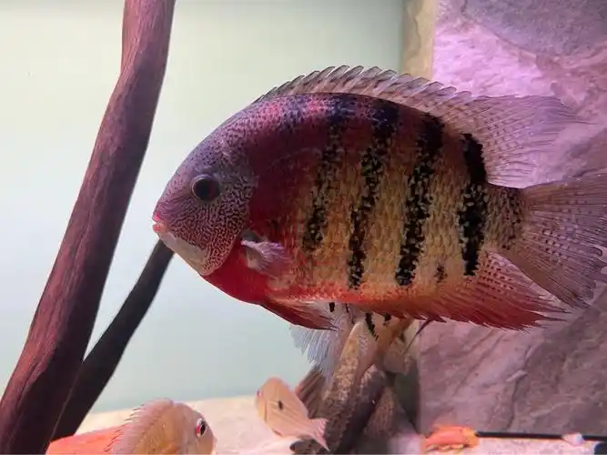 卡瑞尔帝王虎斑菠萝 - 北京鱼友俱乐部 - cta南美水族