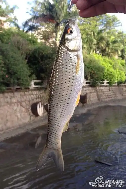 squaliobarbus curriculus (richardson, 1846)又名鳟条,红眼,体前部