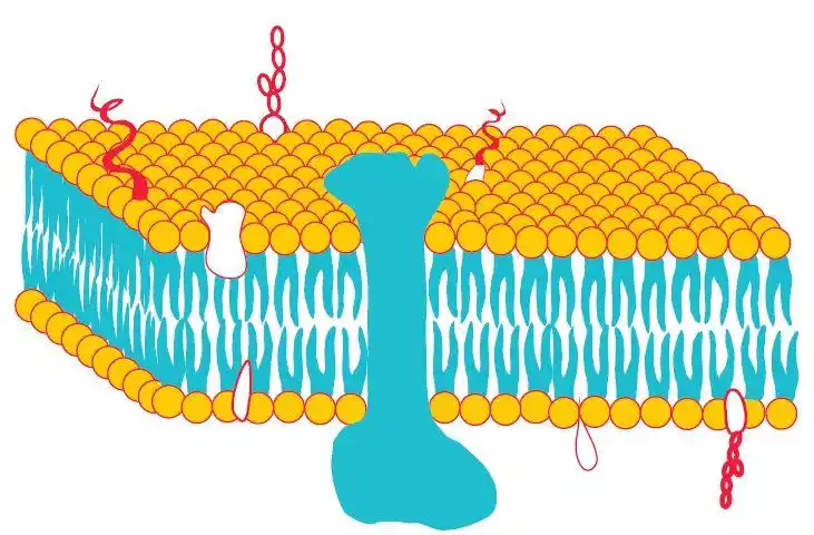 生物膜的流动镶嵌模型