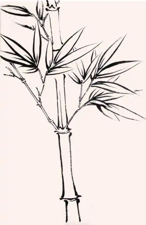 如何画竹子竹子的画法教程最新