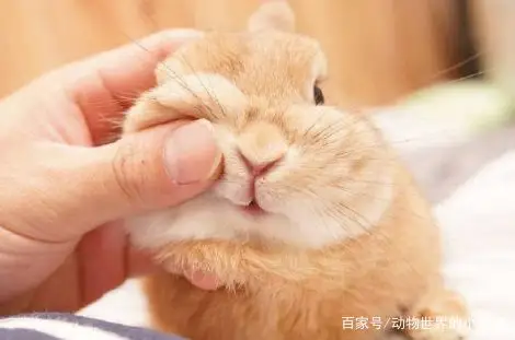 兔兔真的太可爱了,忍不住上手捏一下,被戳捏完还一副奶凶的样子