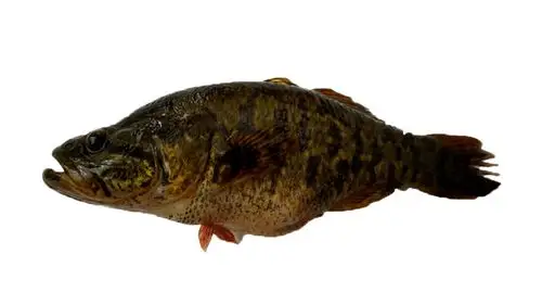 东北野生特大老头鲜活速冻淡水鱼类4斤以上包邮淡水鱼类