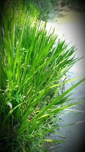 菖蒲是多年生水生草本植物,它狭长的叶片也含有挥发性芳香油,是提神