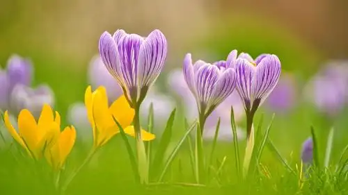 番红花清新养眼微距摄影