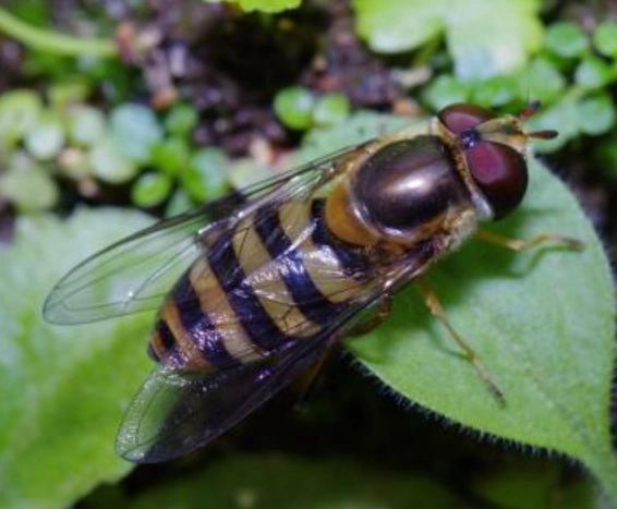 什么是益虫益虫的作用有多大十大常见的益虫介绍