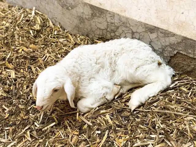 听说我们家的母羊生了小羊,这次回家特意去看了看