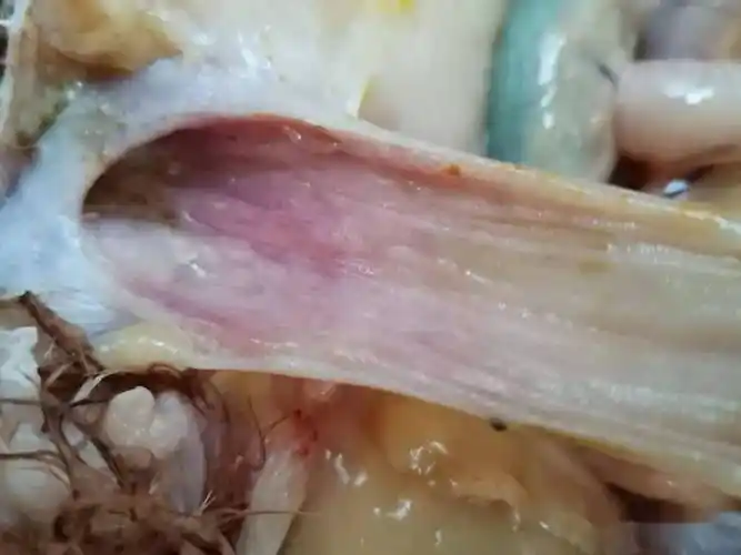 解剖:鸡头肿胀部位出现白色纤维样渗出物或胶冻样渗出﹑气管喉头出血