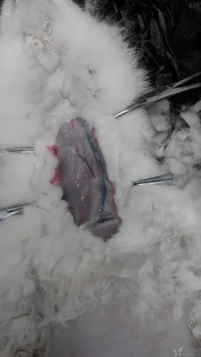 【分享】家兔颈部血管解剖