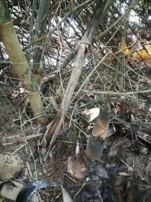 青山绿水间的野刺竹笋～接单中～联系电话15120704887