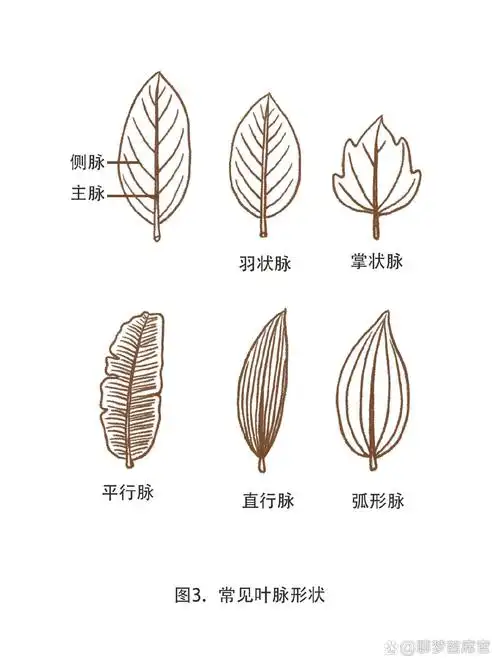 中草药常见叶脉形态和部位说明合集③④
