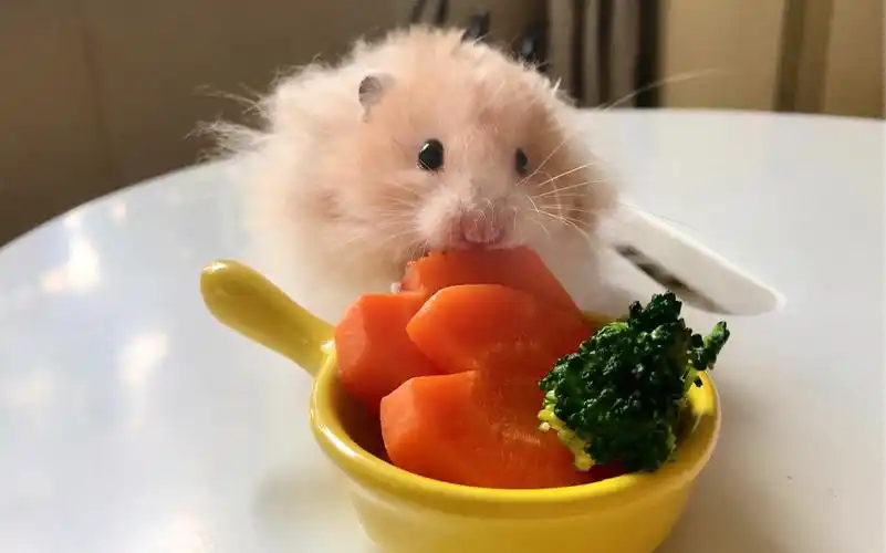 【仓鼠/金丝熊】妮妮与水煮菜|新环境探索|日常