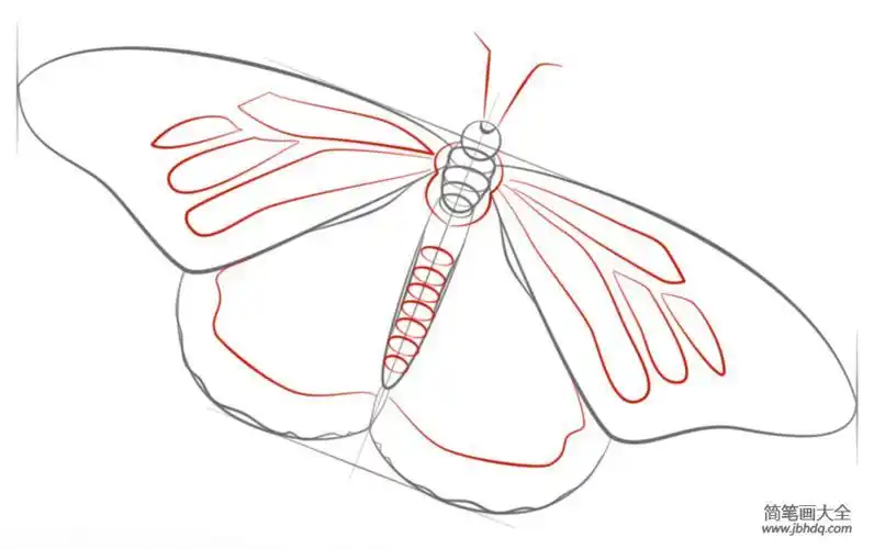 帝王蝶的简笔画