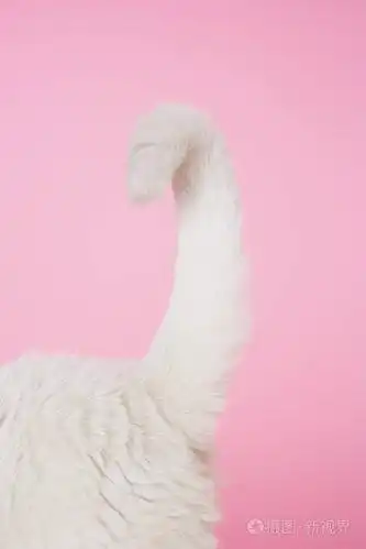 白色的猫的尾巴