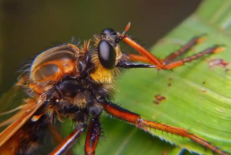 一种体型超大的食虫虻