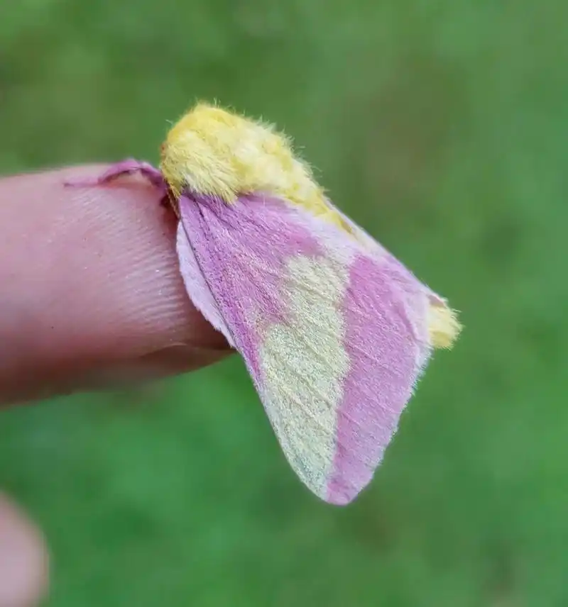 和花儿融为一体的蛾子|rosy maple moth 玫瑰栎蚕蛾(02dryocampa