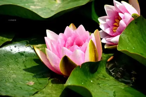 生如夏花之睡莲